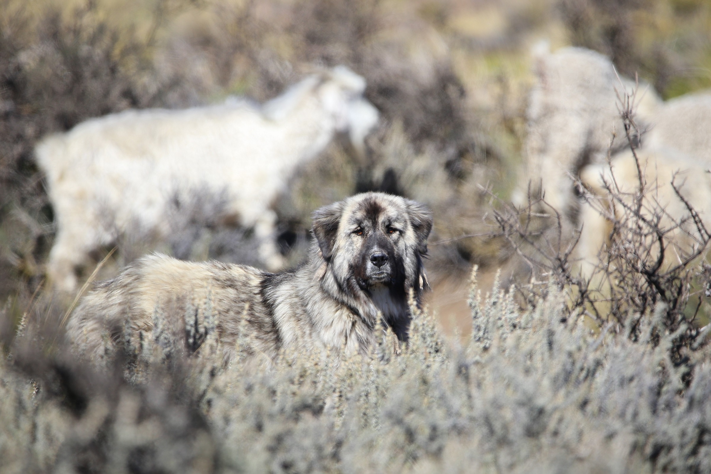 Andina es una perra protectora de ganado, cruza de Montaña Pirineos y Pastor de Anatolia. Y para Cristina García, productora de cabras de Zapala, es una compañera perfecta. / © Federico Gregorio